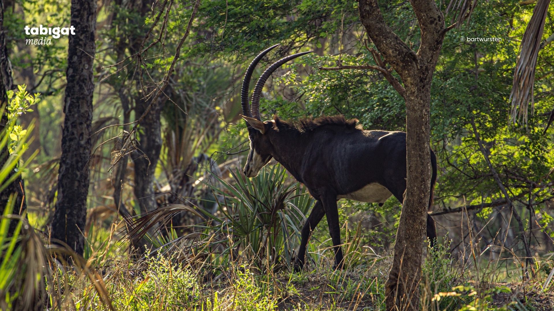 Люси Уайлд порно